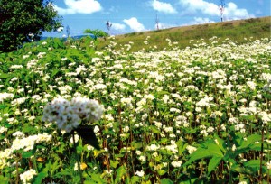 長野県・飯山市　信州　信濃平